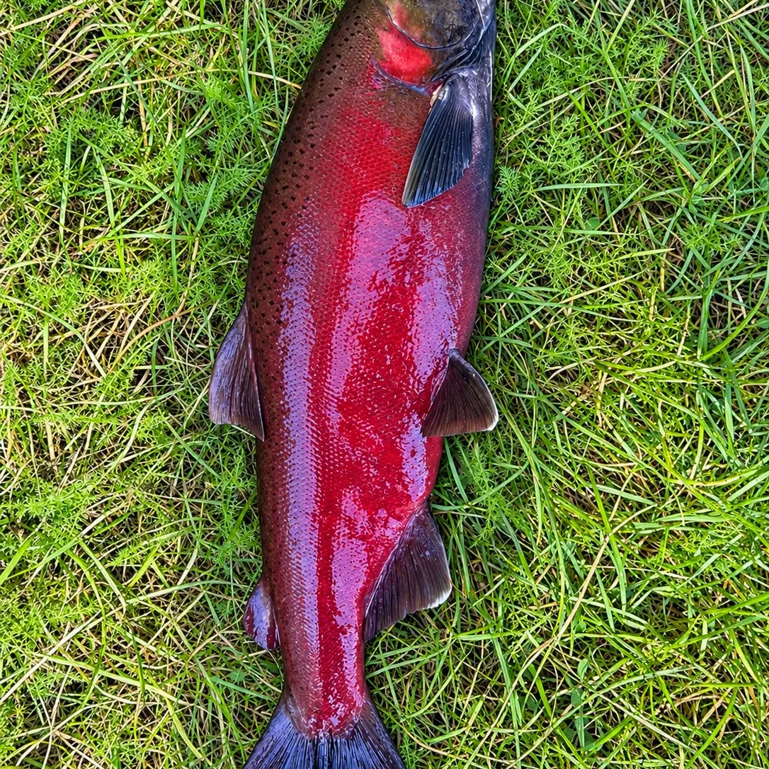 Coho salmon caught on Fishbrain