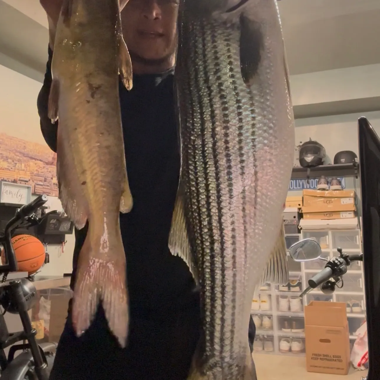 recently logged catches