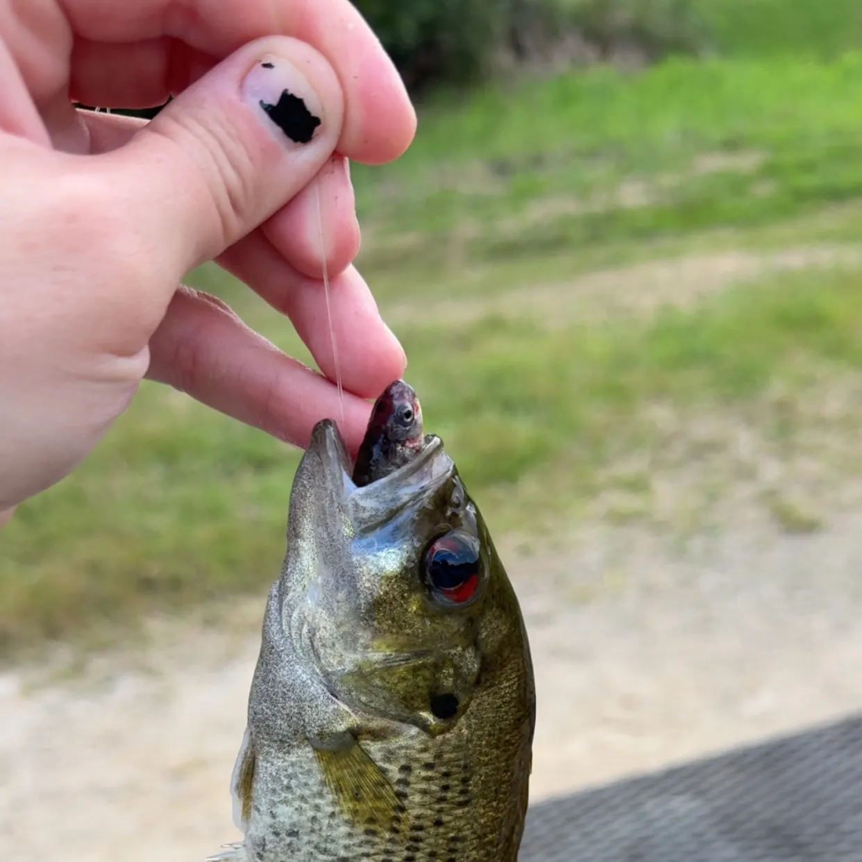 Rock bass caught on Fishbrain