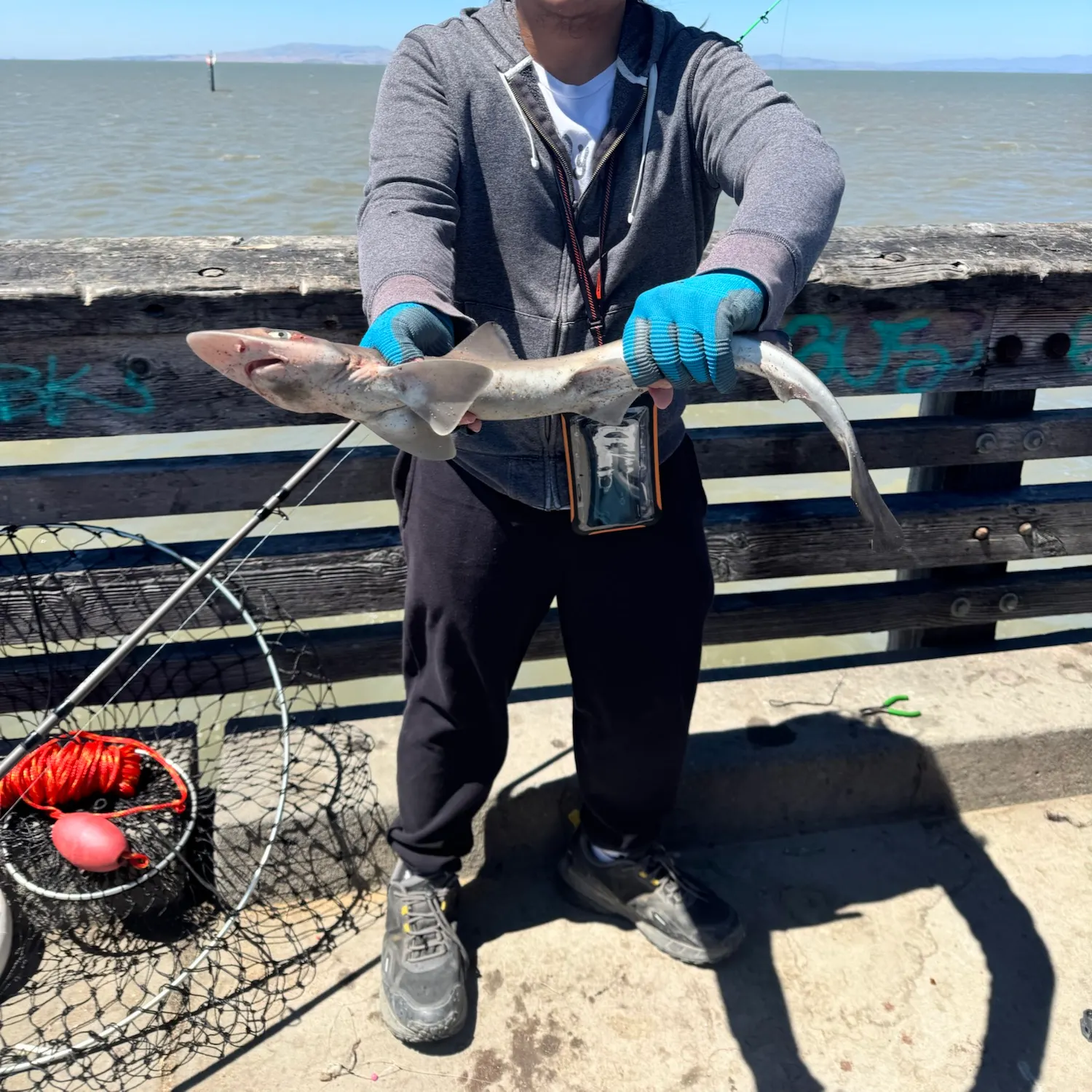 The most recent Brown smooth-hound catches on Fishbrain