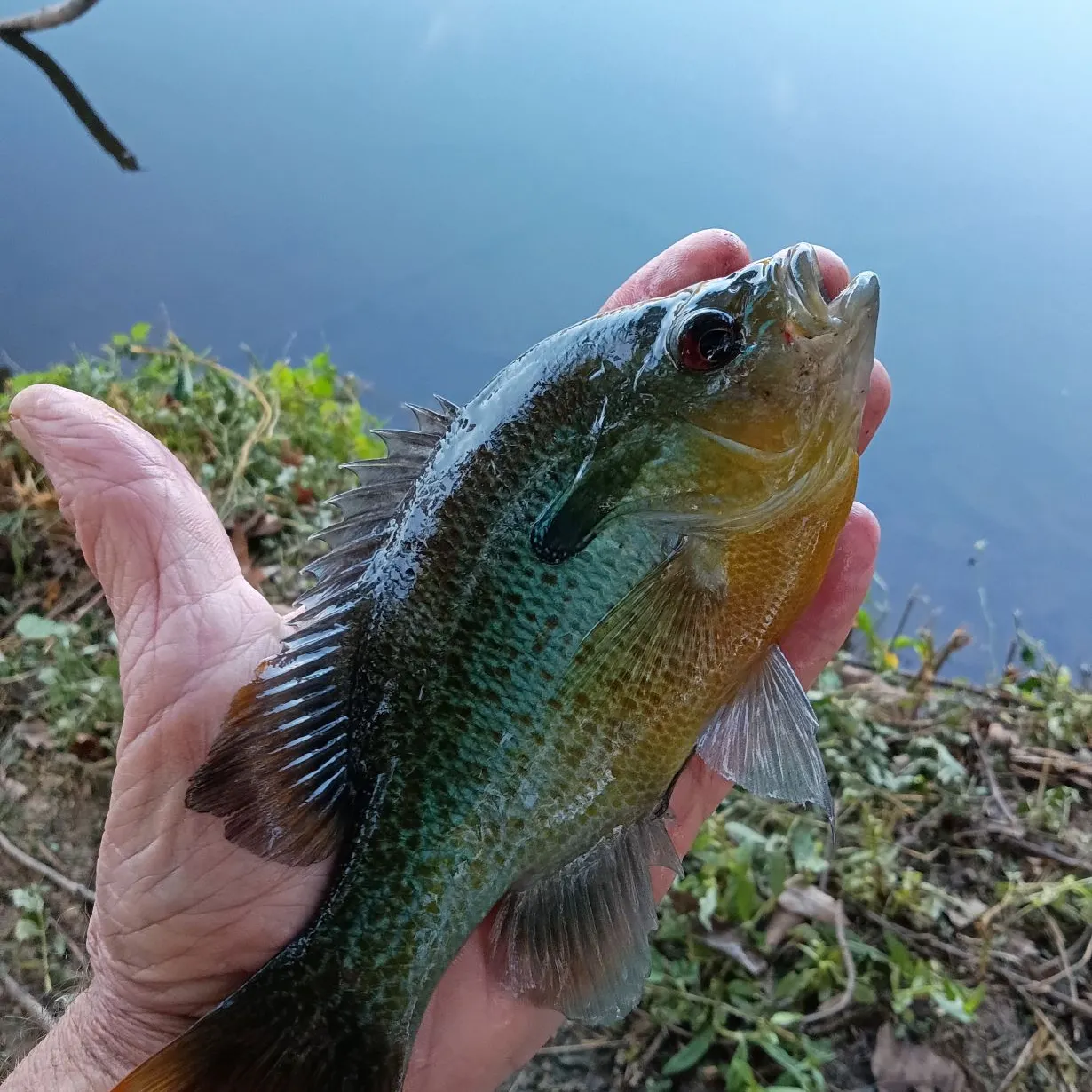Redbreast sunfish caught on Fishbrain