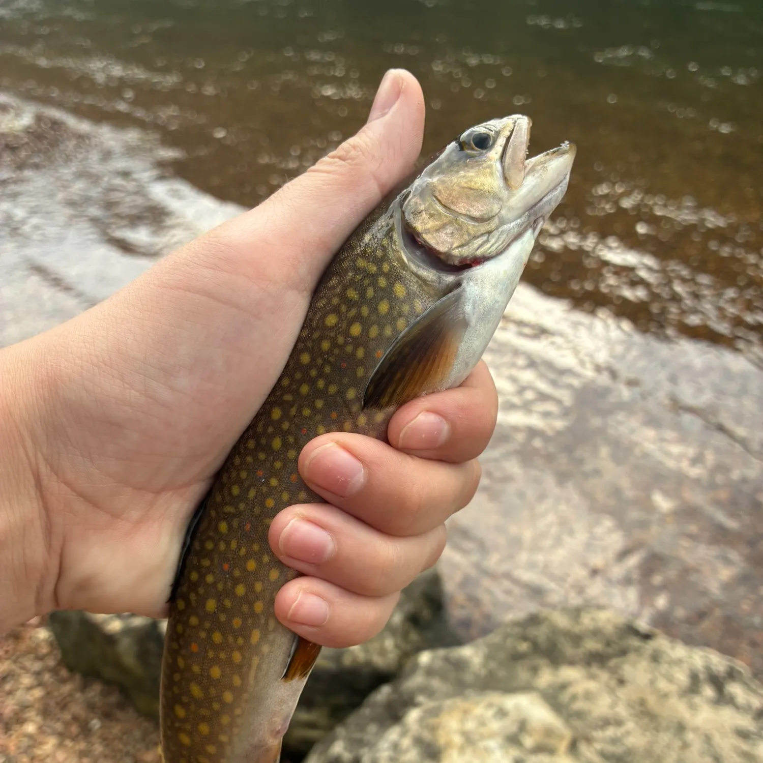 Brown trout caught on Fishbrain