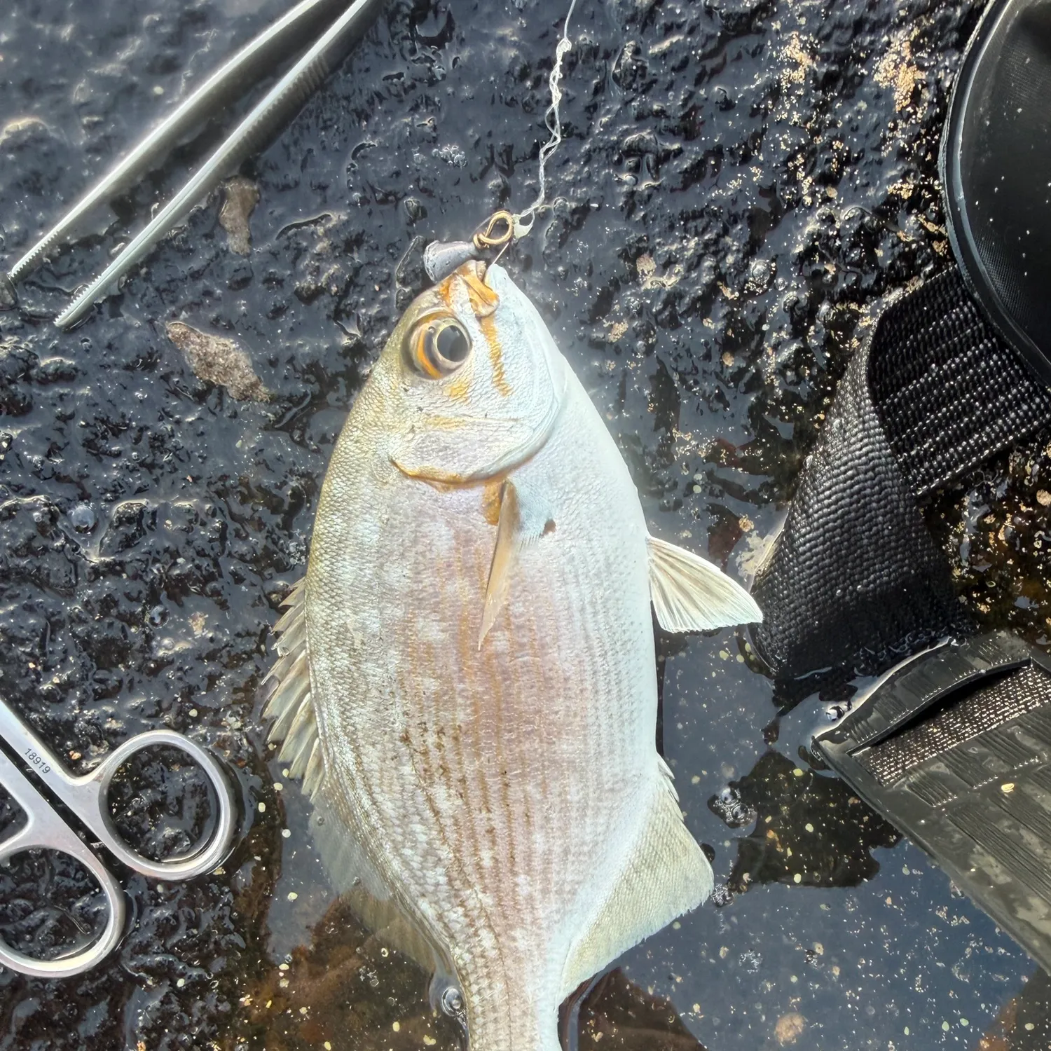 The most recent Brassy chub catches on Fishbrain