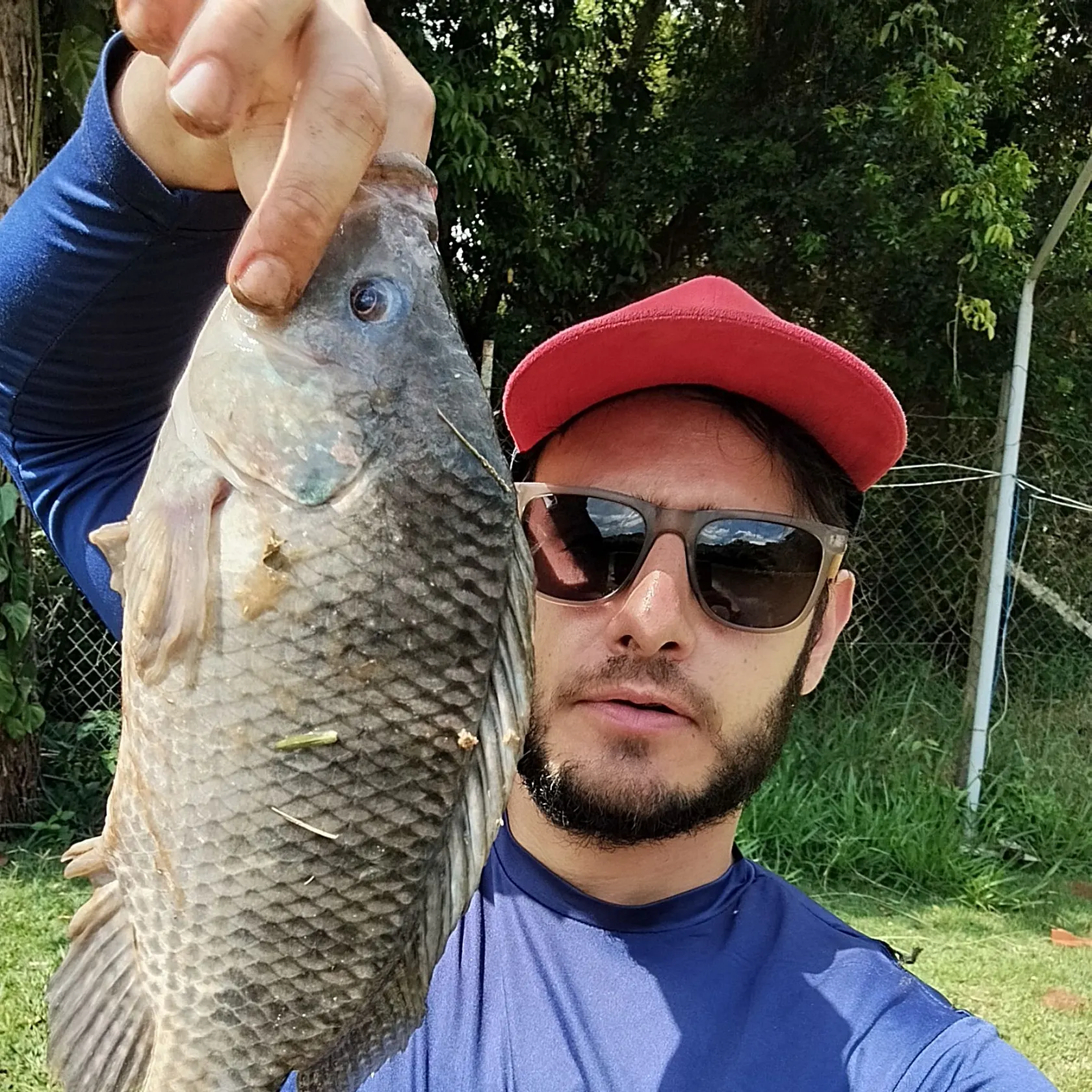 The most recent Nile tilapia catches on Fishbrain