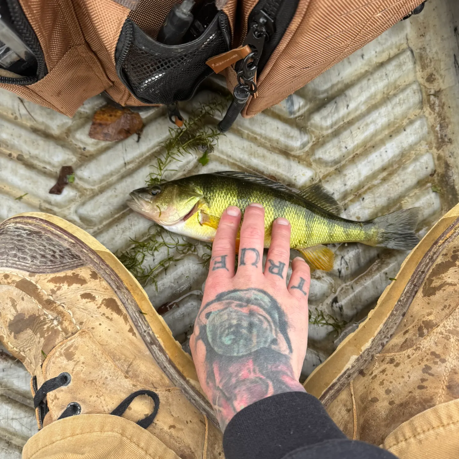 Yellow perch caught on Fishbrain