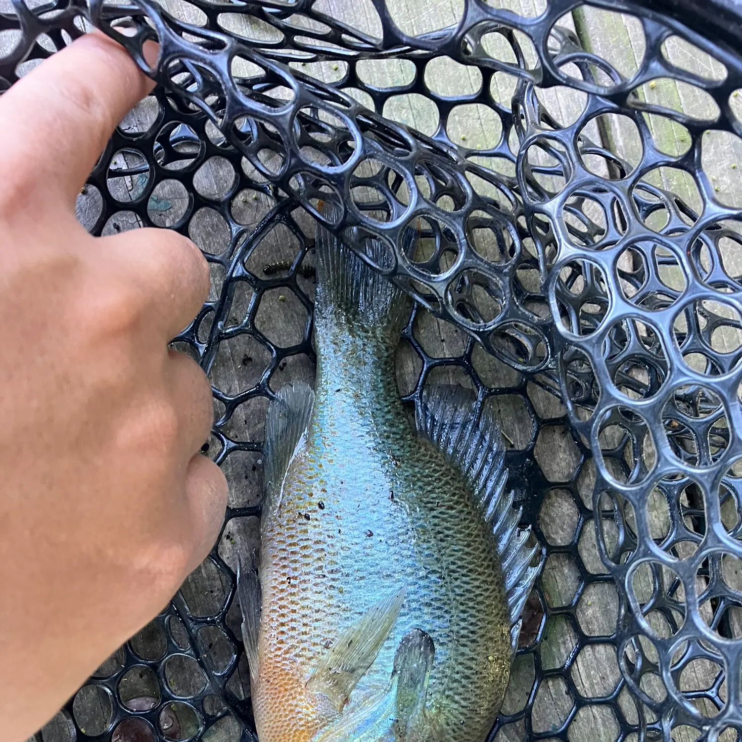 Redbreast sunfish caught on Fishbrain
