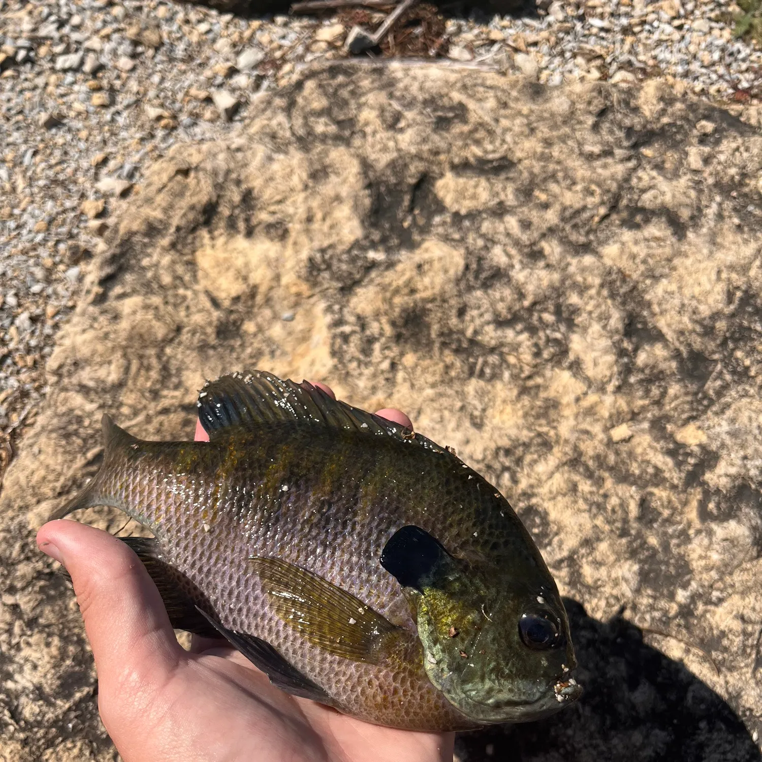 Bluegill caught on Fishbrain