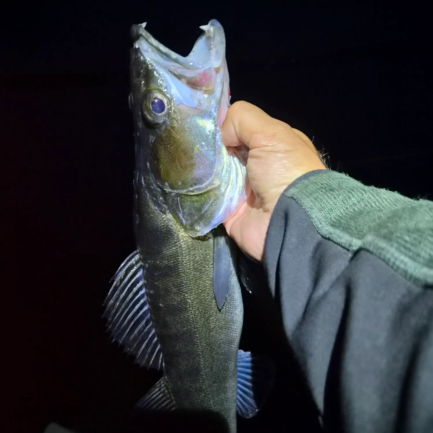 Zander caught on Fishbrain
