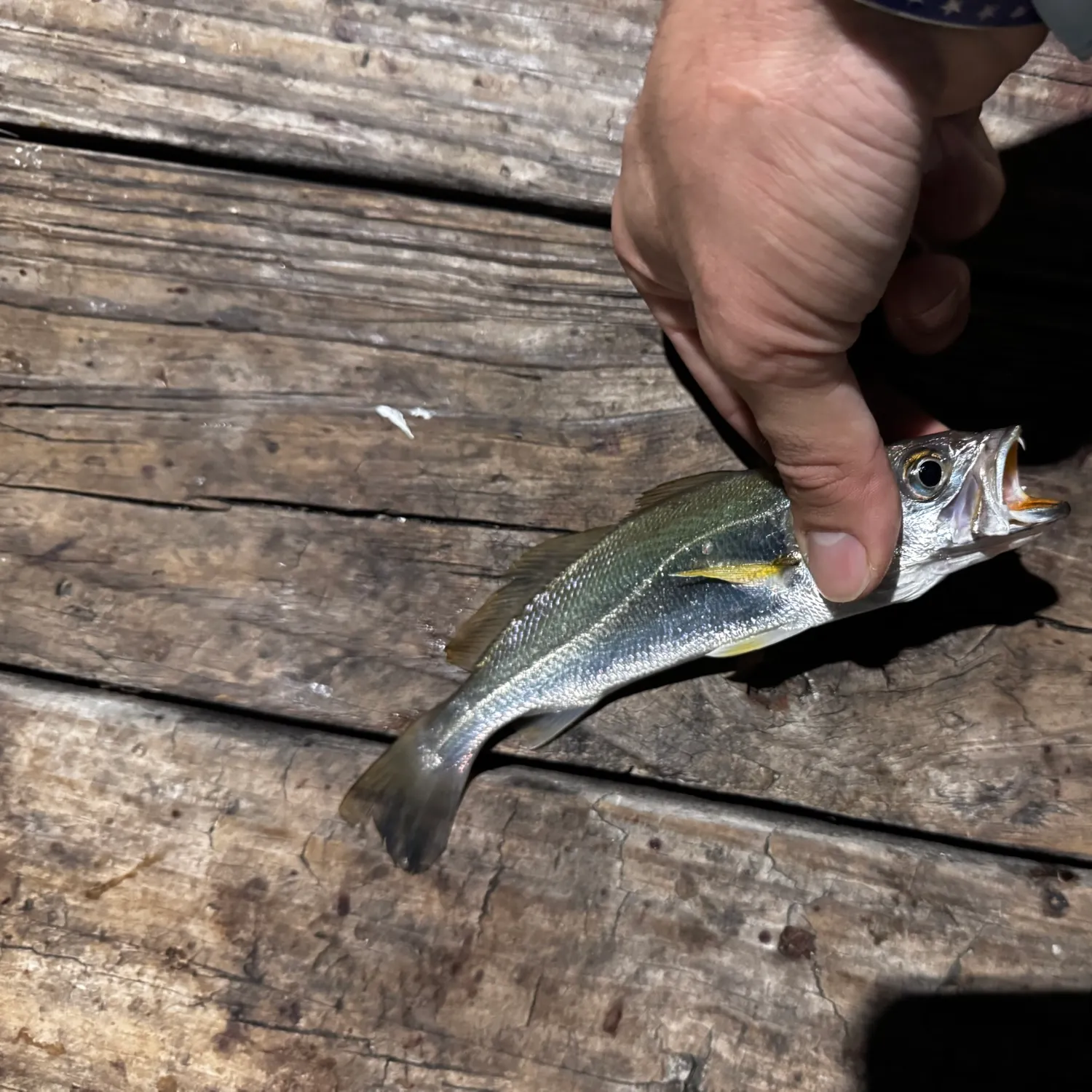 Sand seatrout caught on Fishbrain