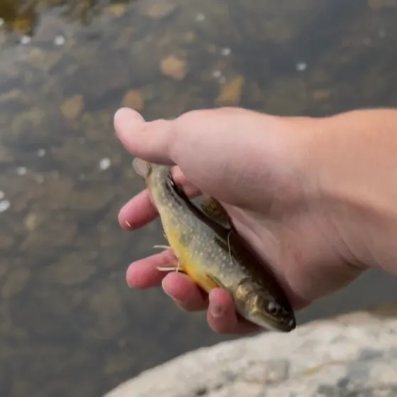 Brook trout caught on Fishbrain