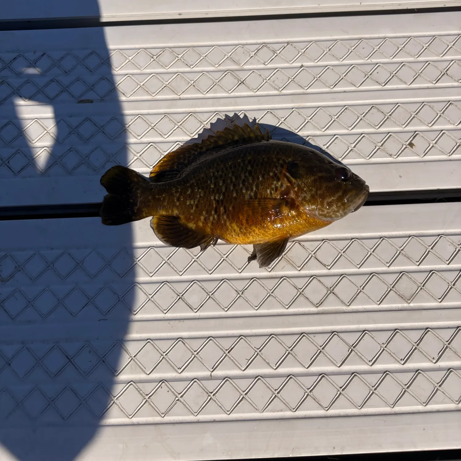 Greengill hybrid caught on Fishbrain