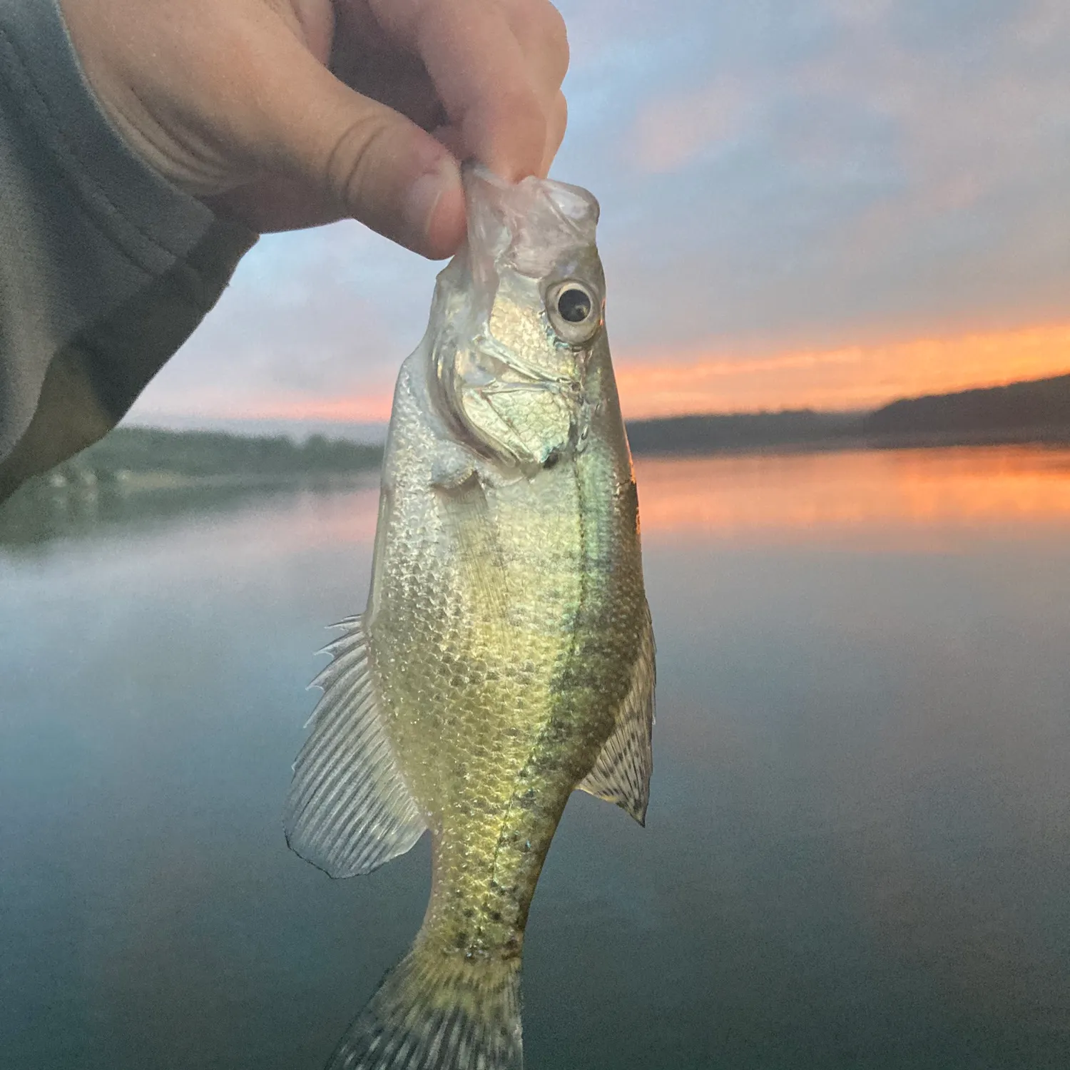 White crappie caught on Fishbrain