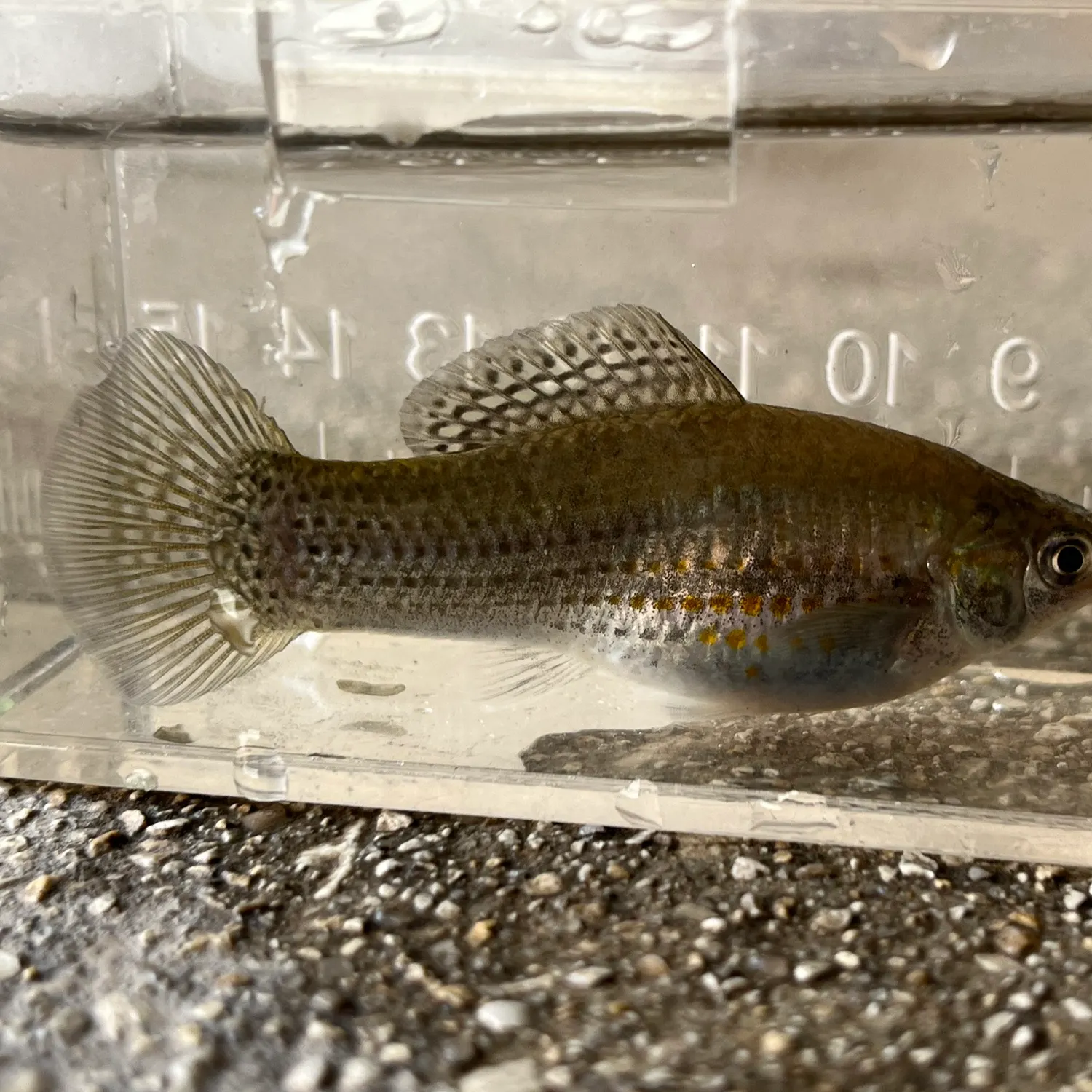 The most recent Sailfin Molly catches on Fishbrain