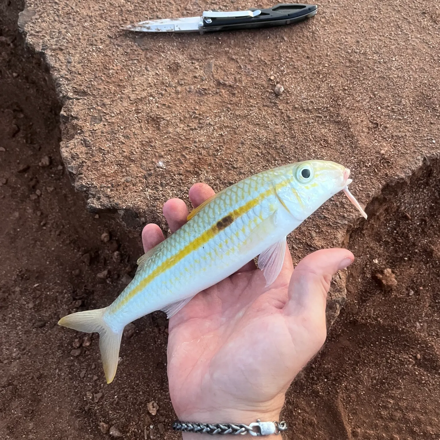 The most recent Yellowstripe goatfish catches on Fishbrain