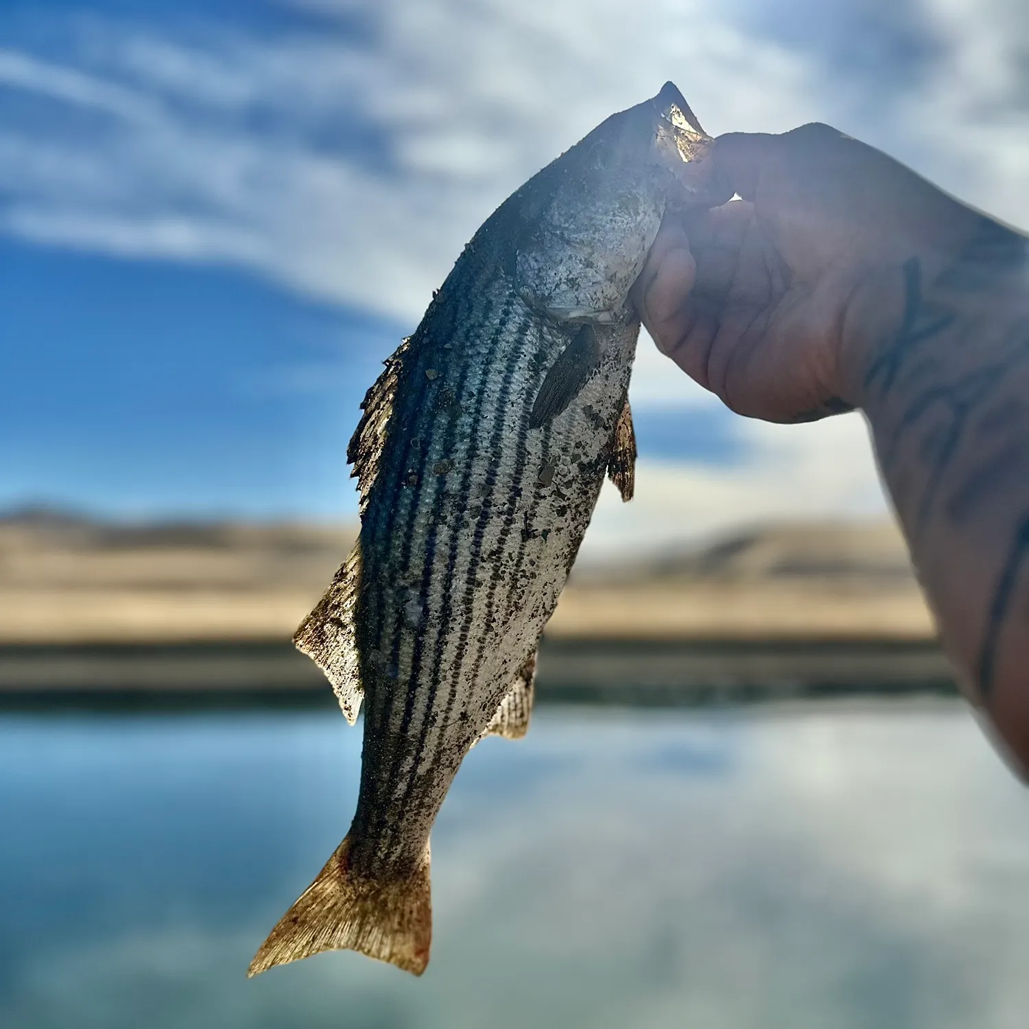 Striped bass caught on Fishbrain