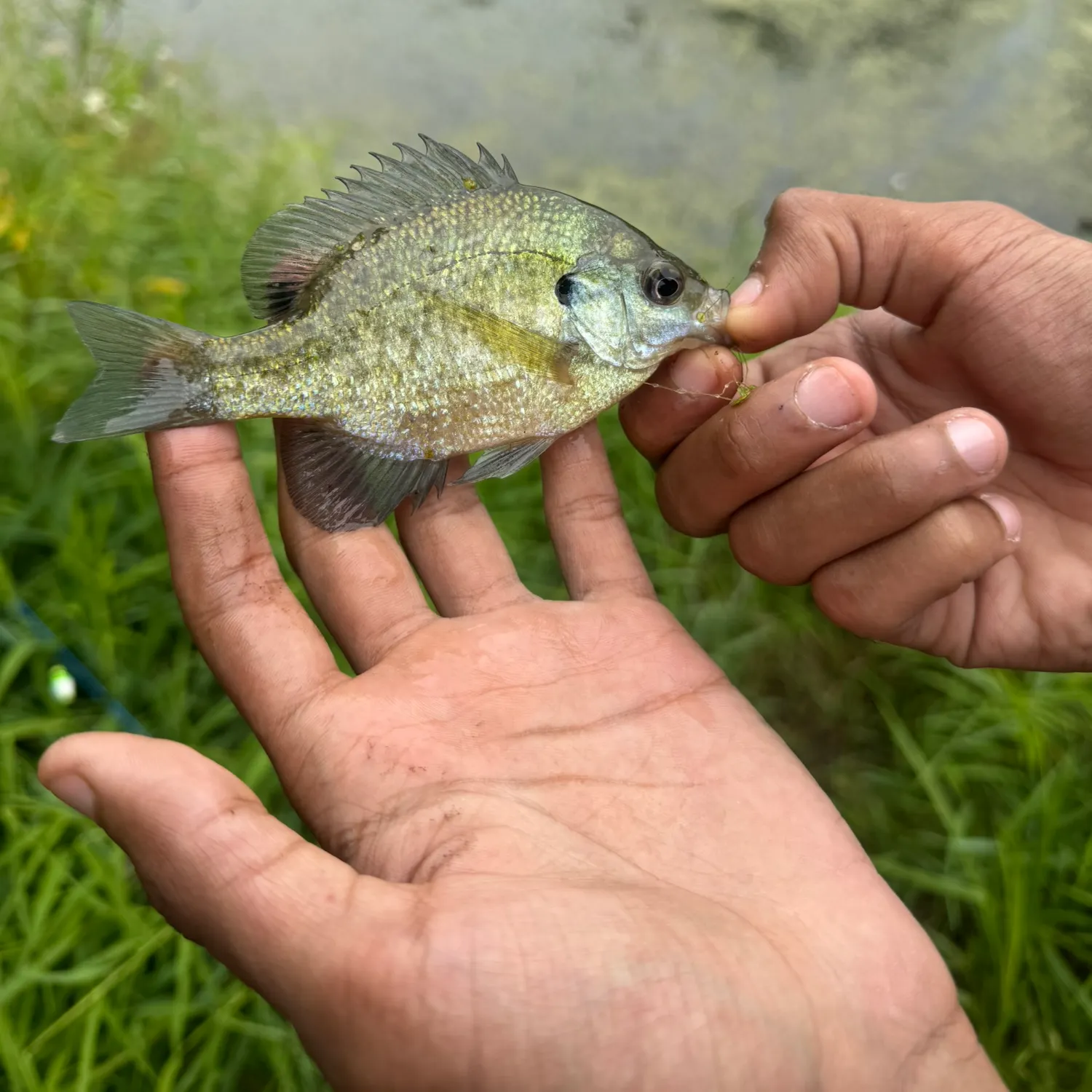 Bluegill caught on Fishbrain
