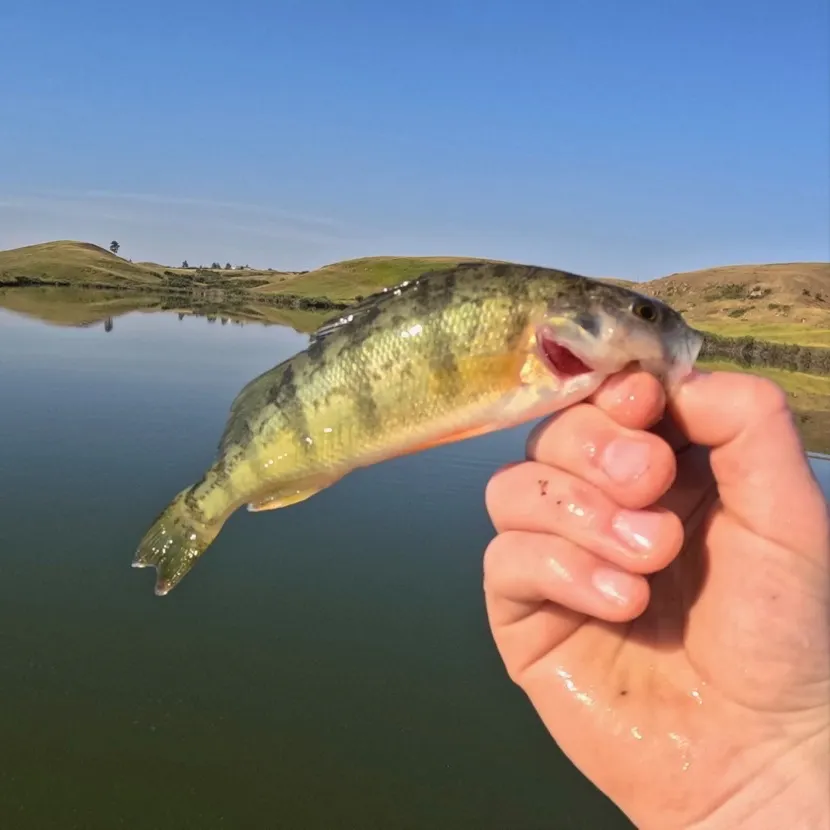 Yellow perch caught on Fishbrain