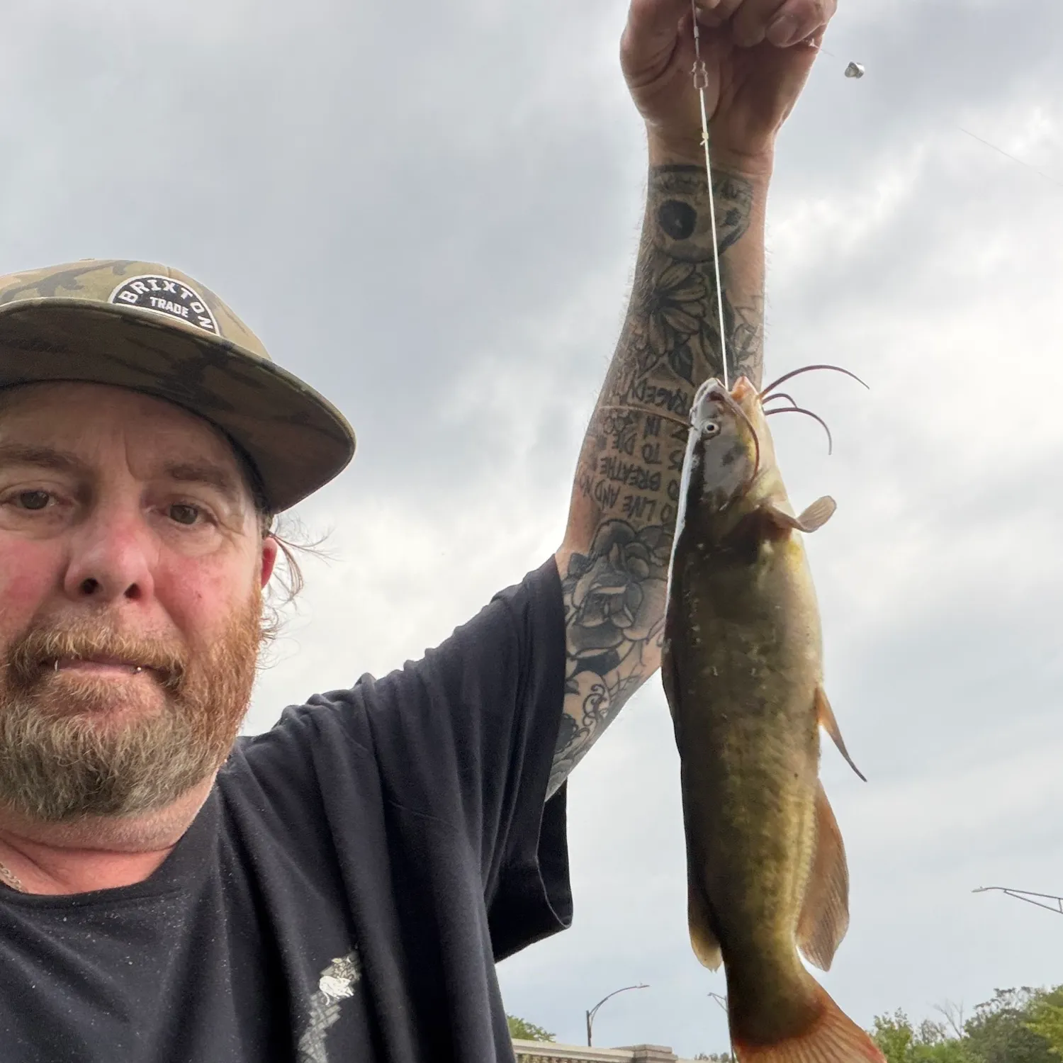 Black bullhead caught on Fishbrain