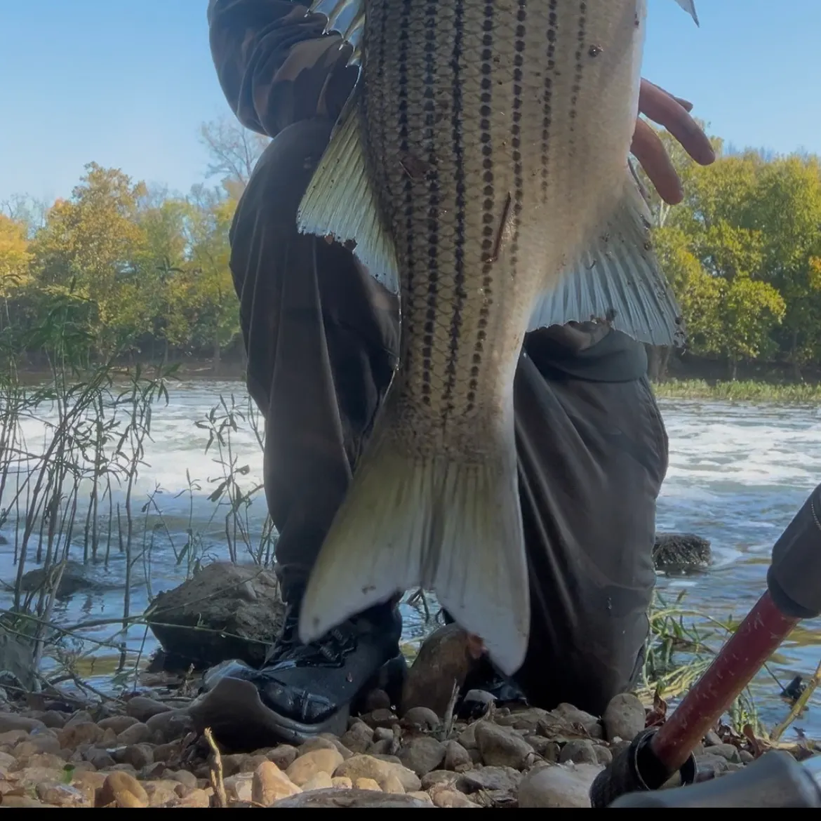 Wiper caught on Fishbrain