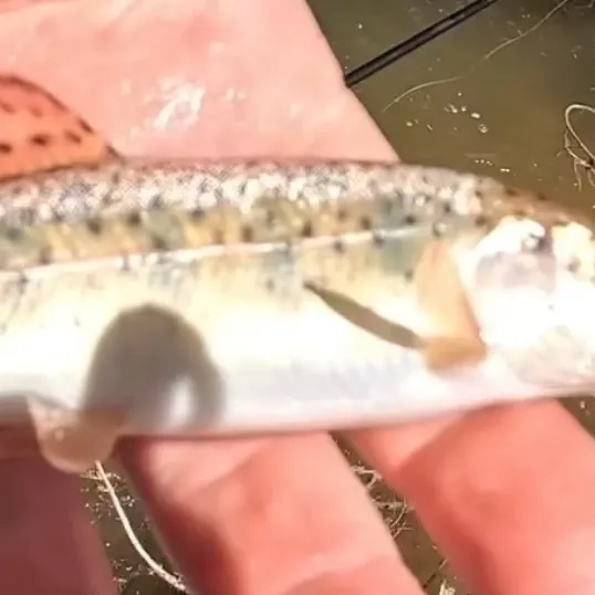 The most recent Westlope cutthroat trout catches on Fishbrain