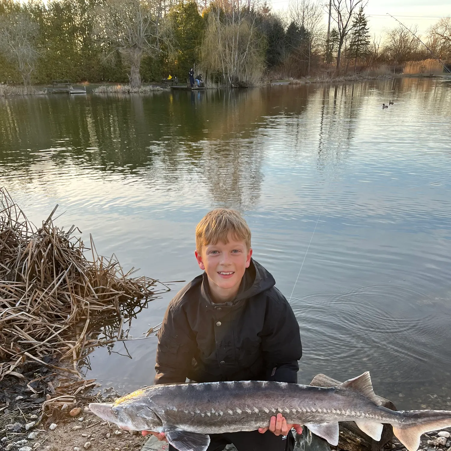 The most recent Beluga sturgeon catches on Fishbrain