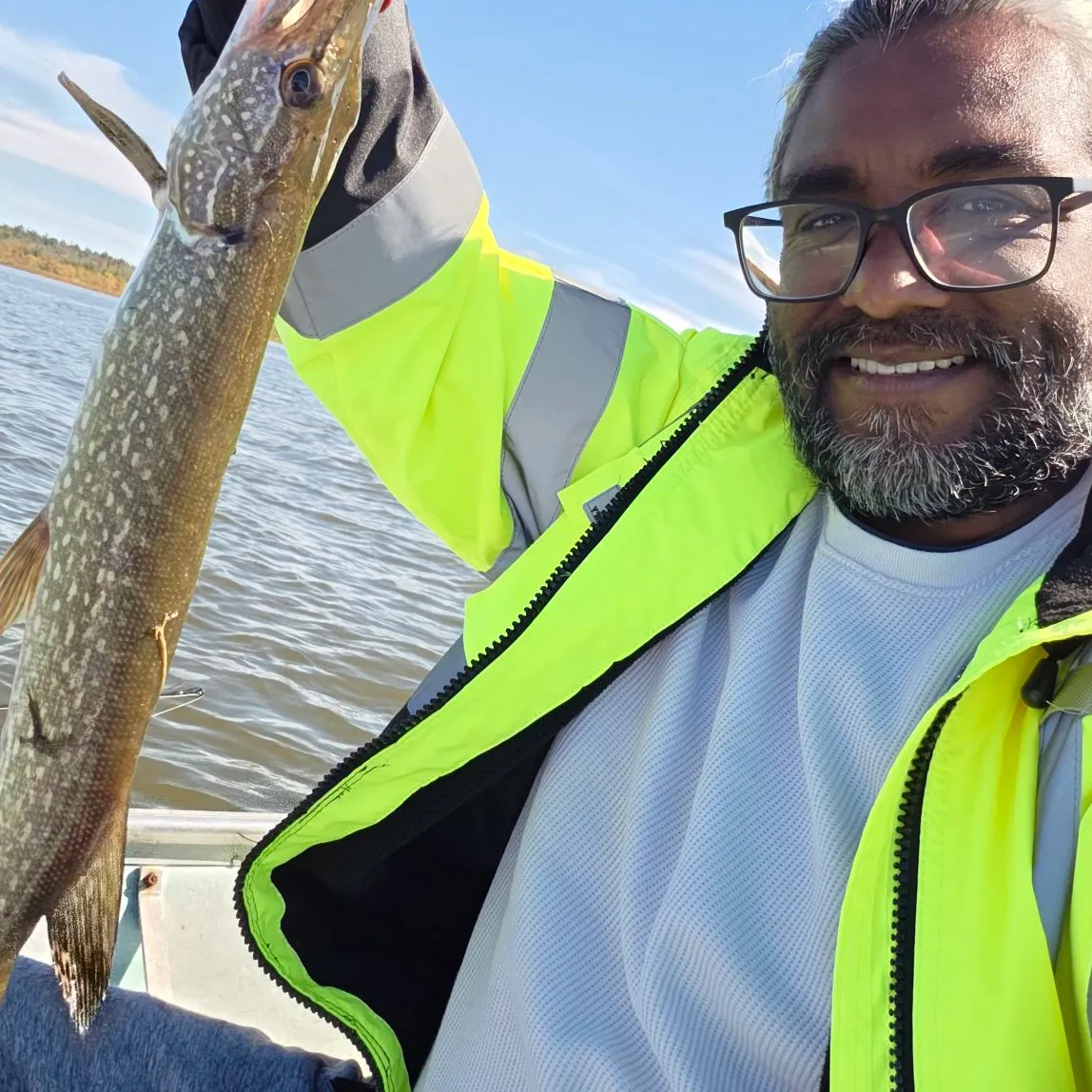 Northern pike caught on Fishbrain