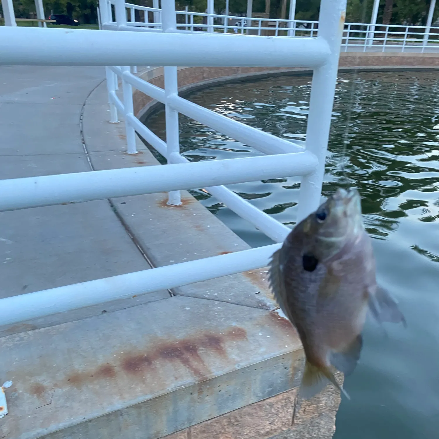 Bluegill caught on Fishbrain
