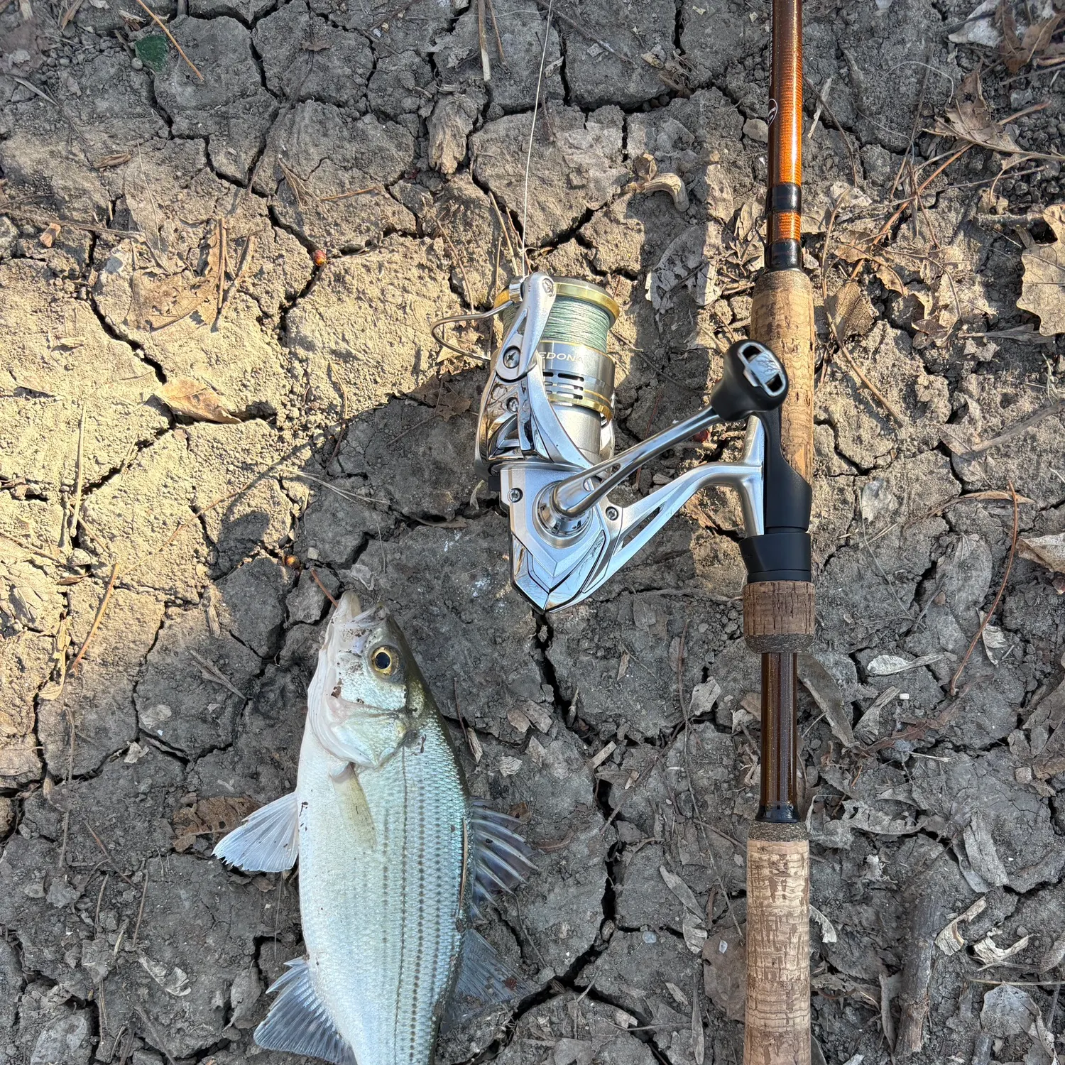 The most recent White bass catches on Fishbrain