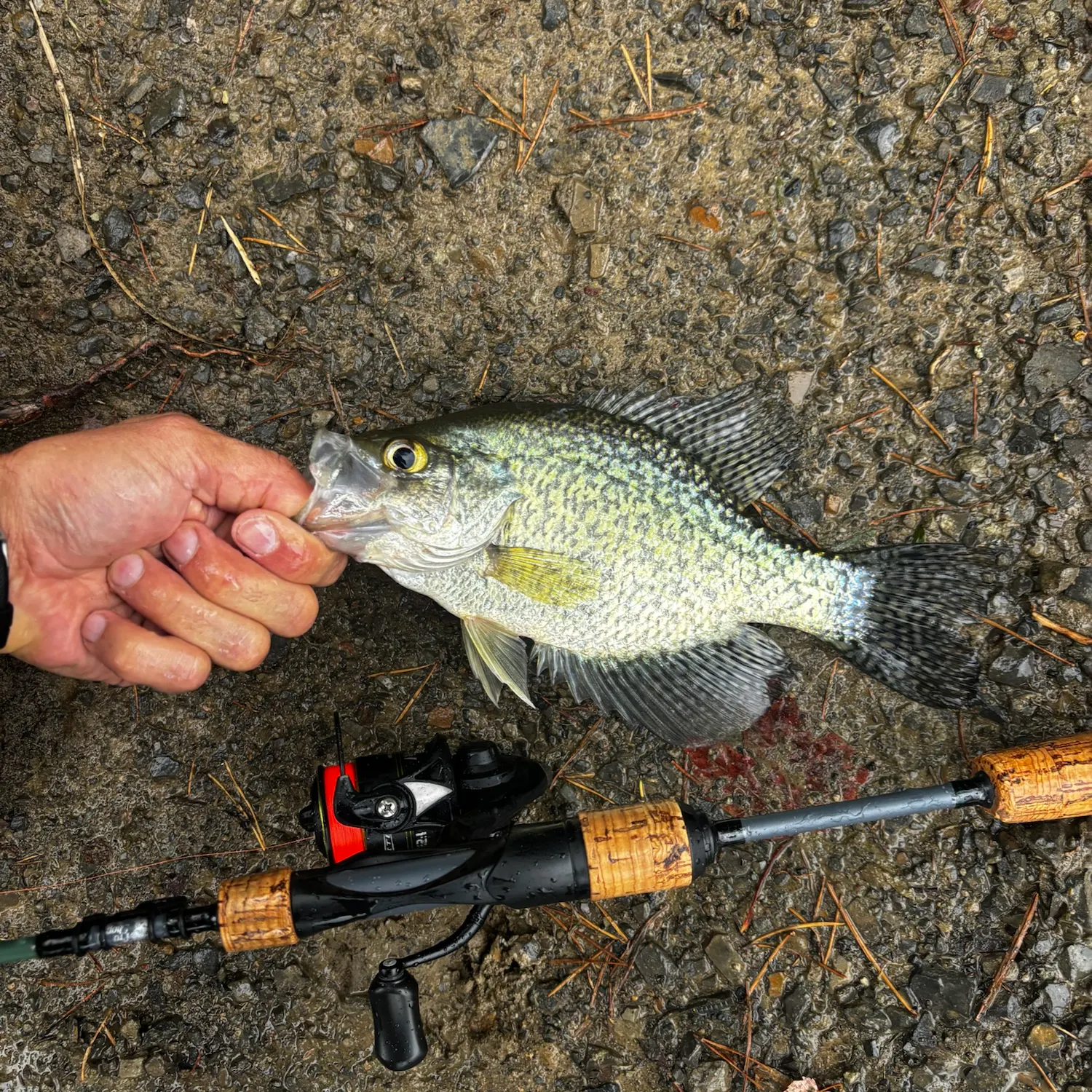 Black crappie caught on Fishbrain