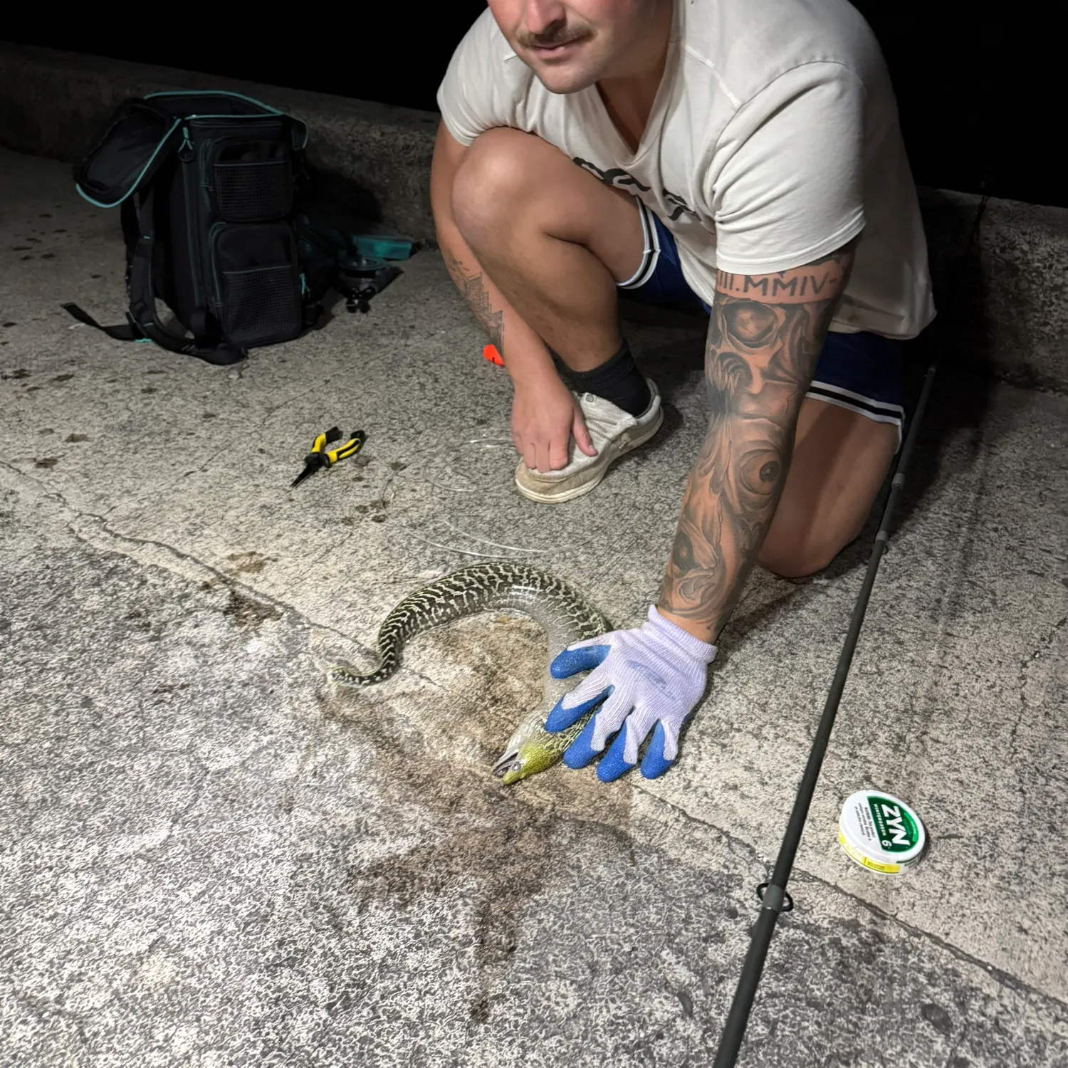 The most recent Green moray catches on Fishbrain