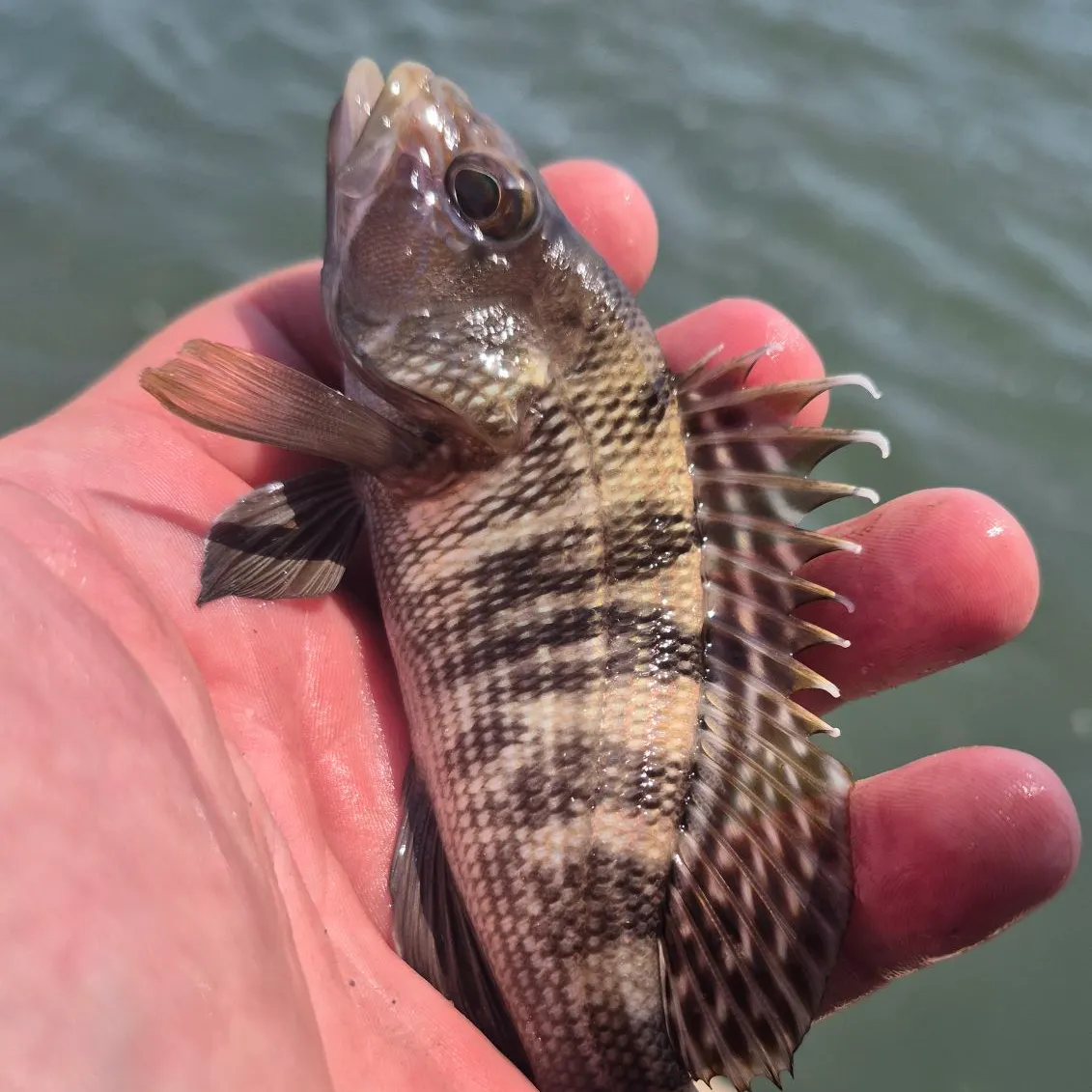 Black sea bass caught on Fishbrain