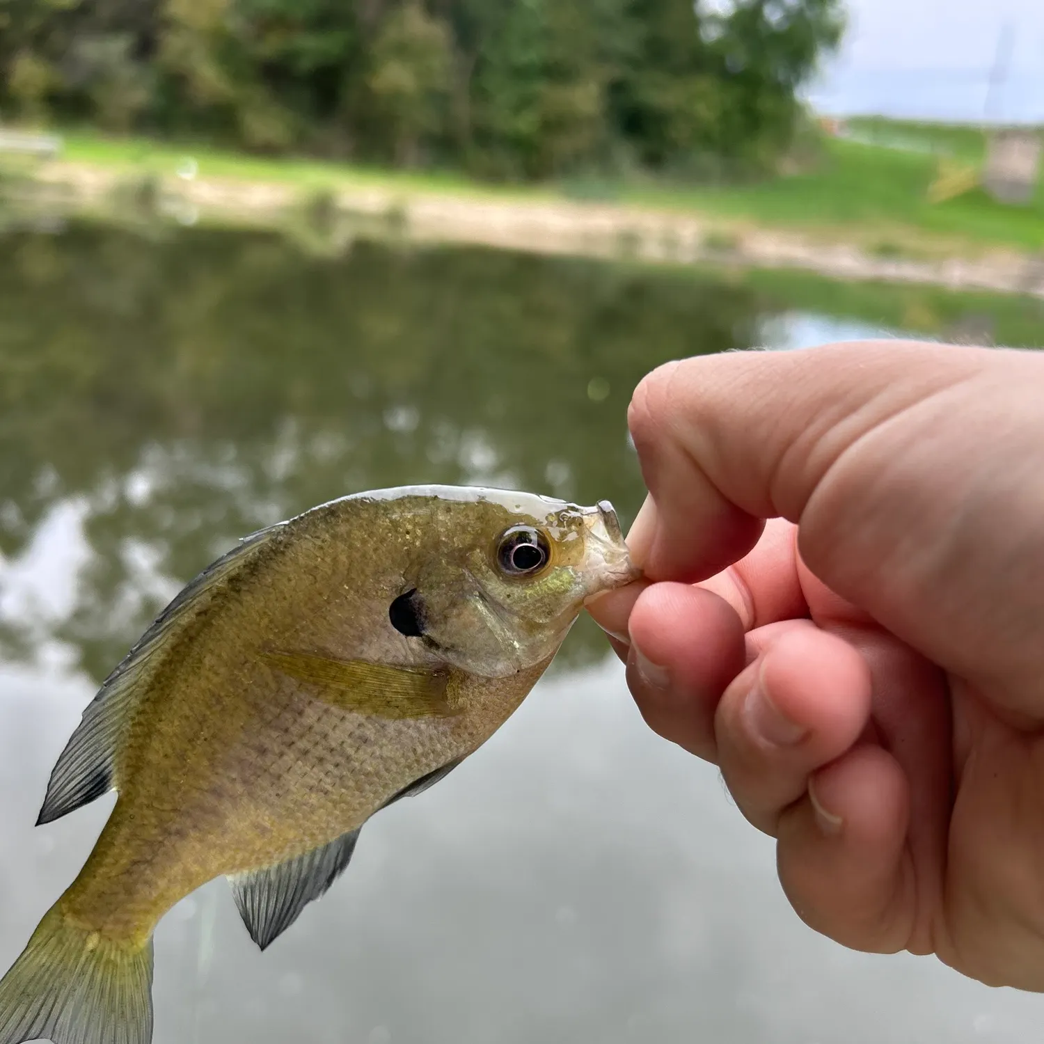 Bluegill caught on Fishbrain