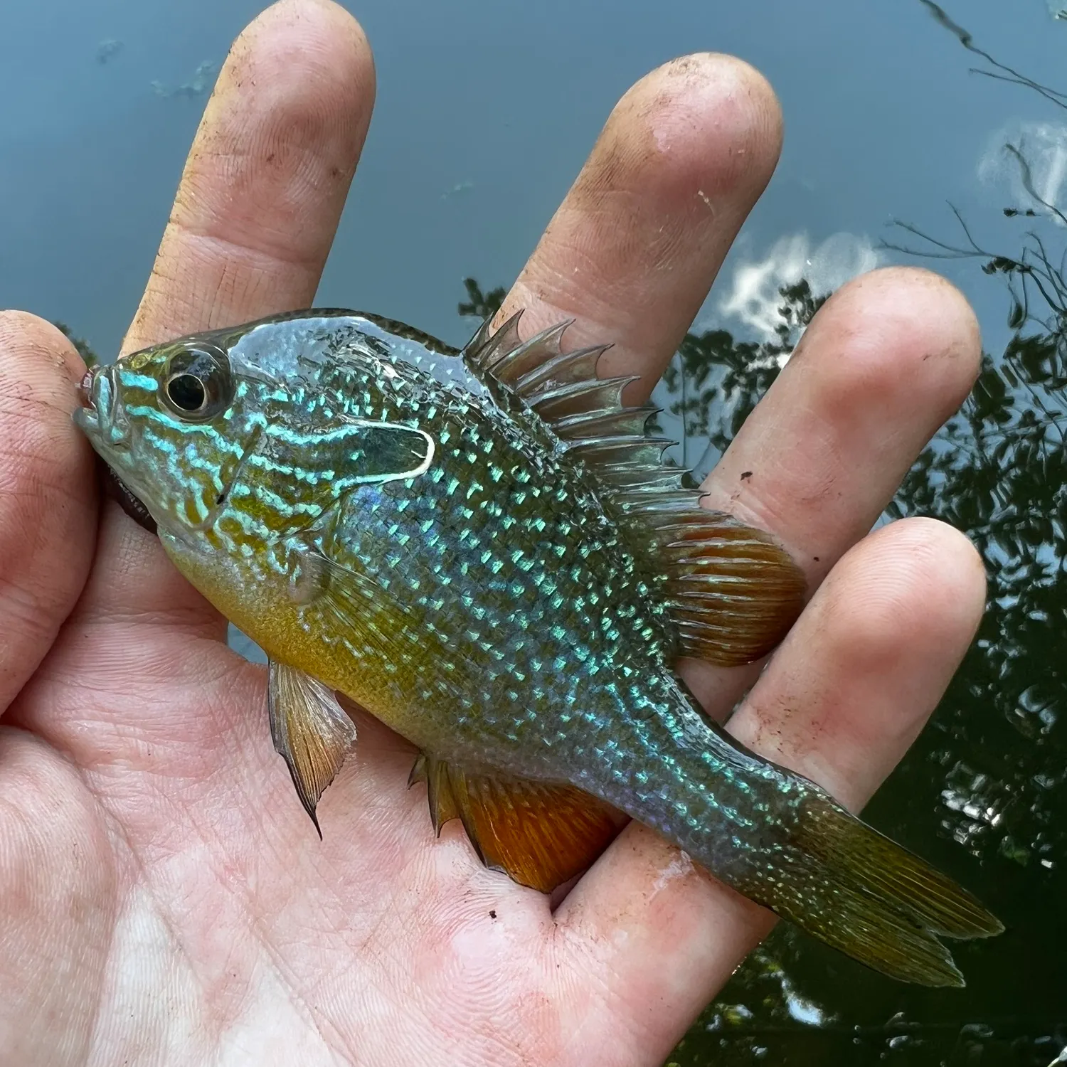 The most recent Swampland longear sunfish catches on Fishbrain