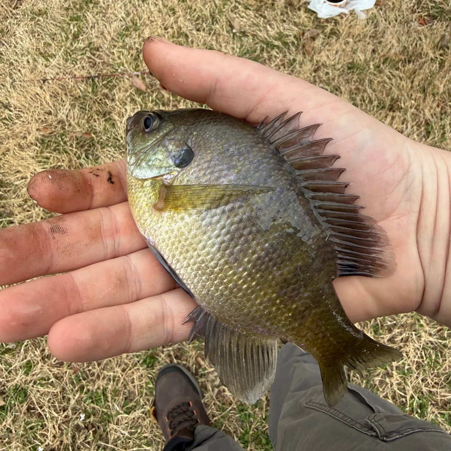Bluegill caught on Fishbrain