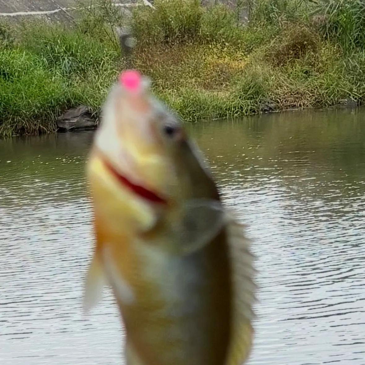 Bluegill caught on Fishbrain