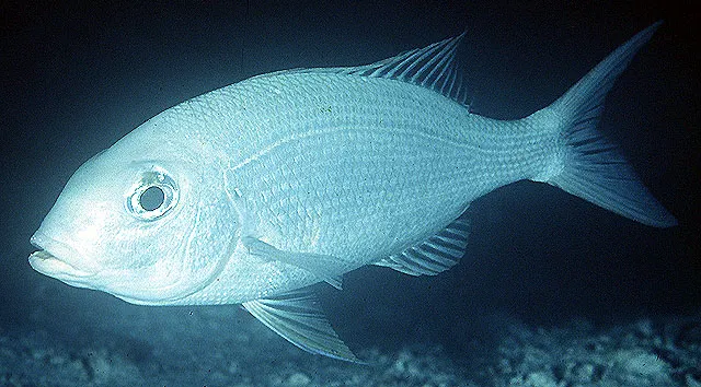 Blue-lined large-eye bream