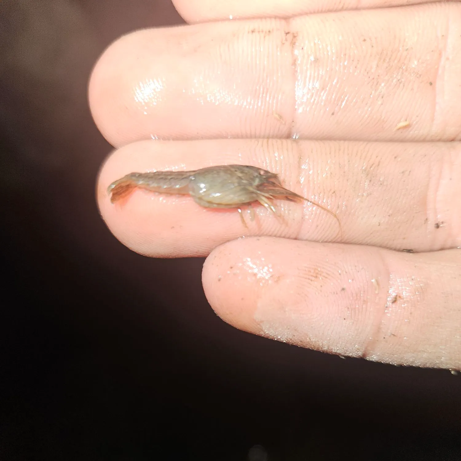 The most recent Red swamp crayfish catches on Fishbrain
