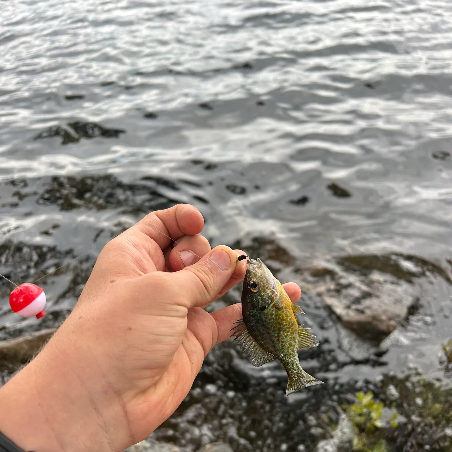 Pumpkinseed caught on Fishbrain