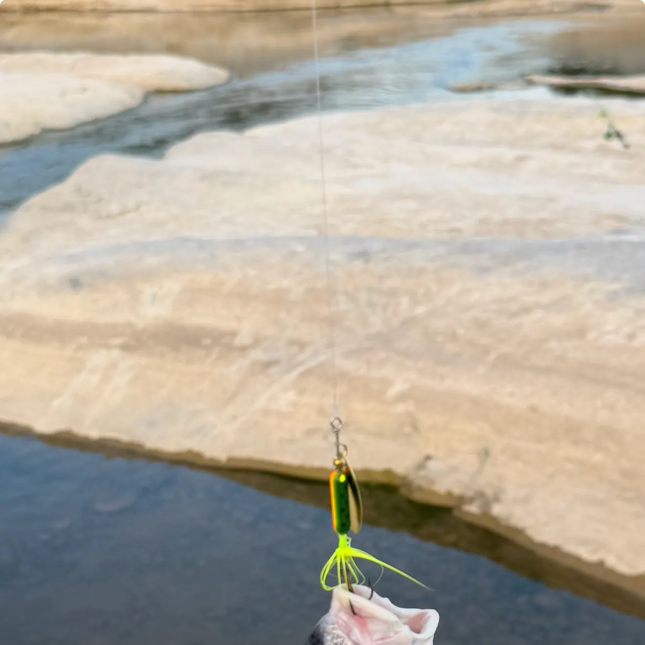 Freshwater drum caught on Fishbrain