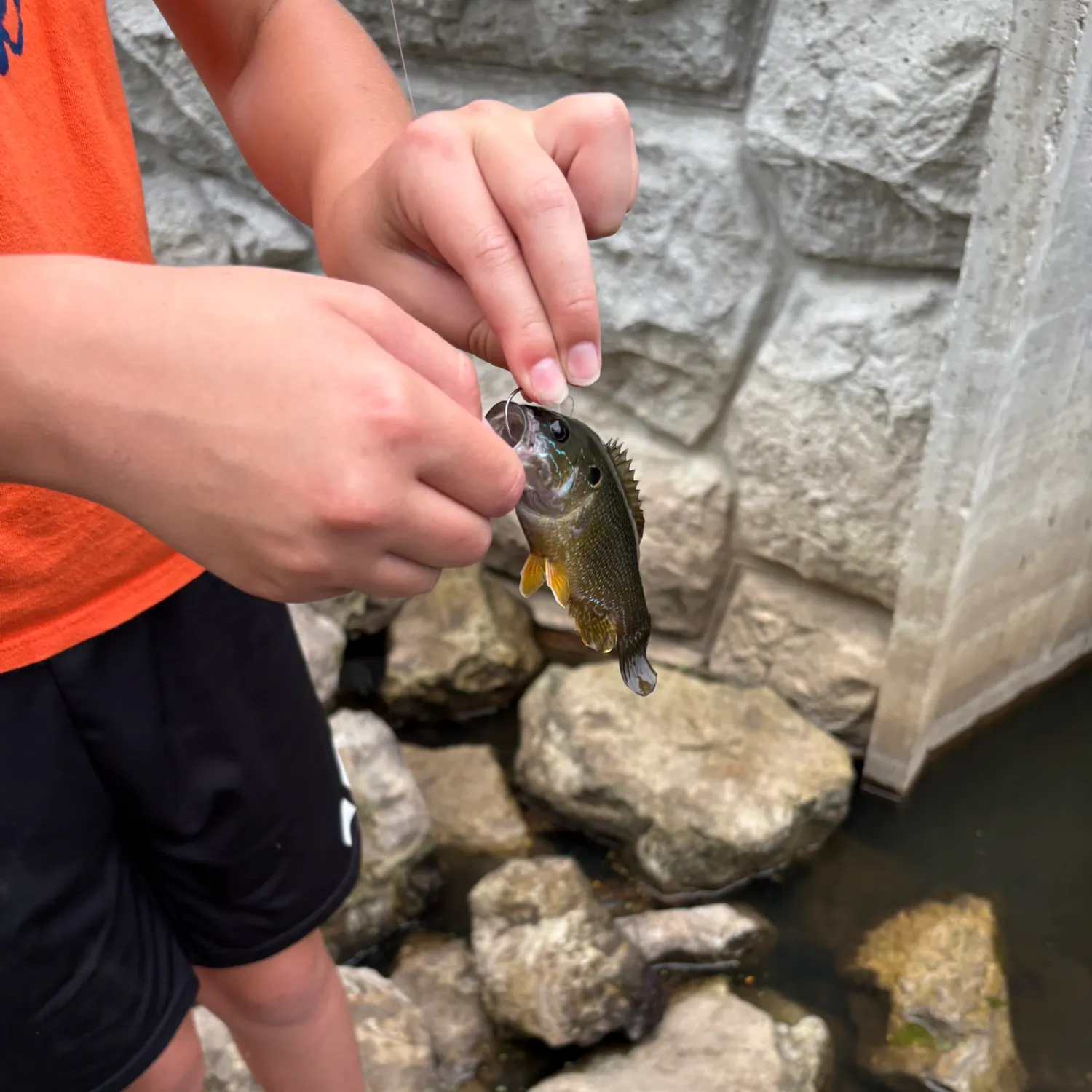 Green sunfish caught on Fishbrain