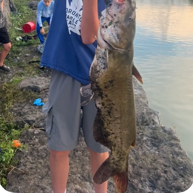 Channel catfish caught on Fishbrain