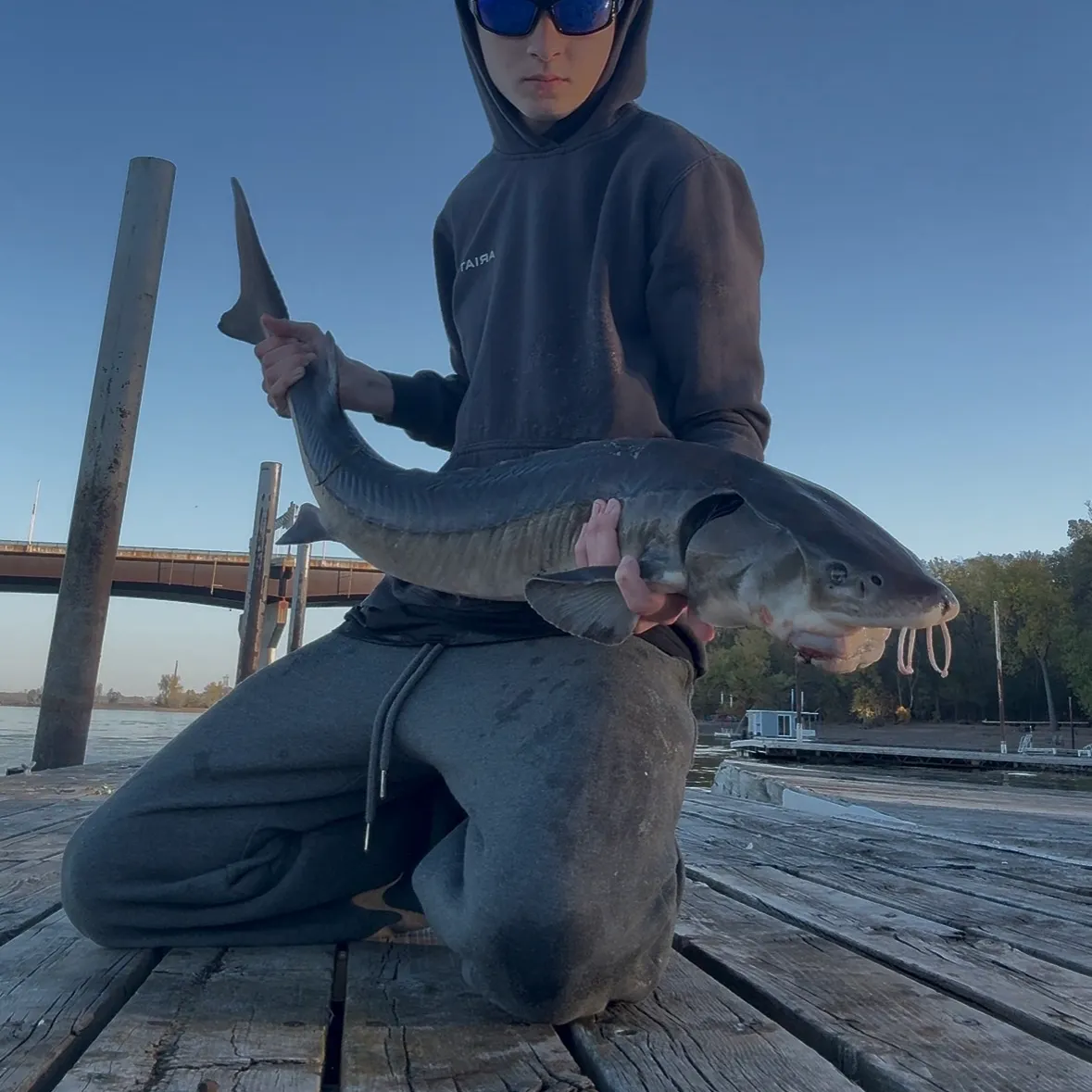 Lake sturgeon caught on Fishbrain