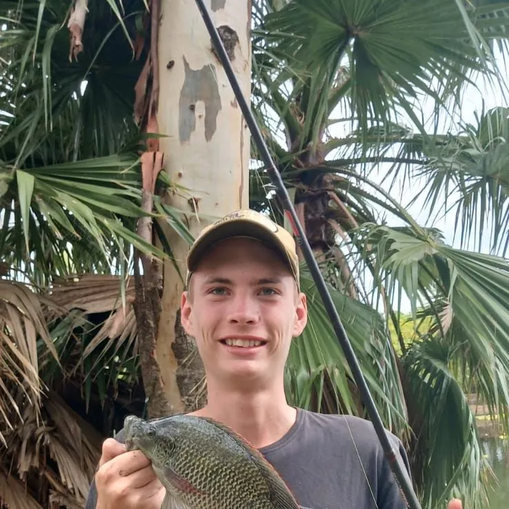The most recent Mozambique tilapia catches on Fishbrain