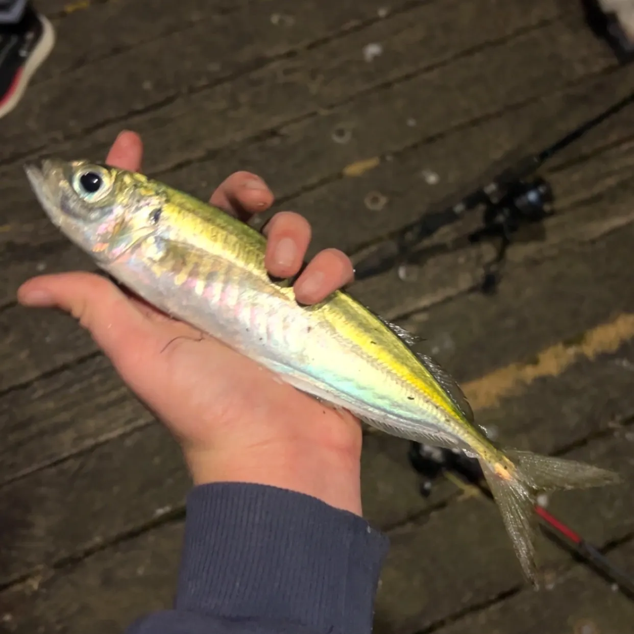 Yellowtail scad caught on Fishbrain