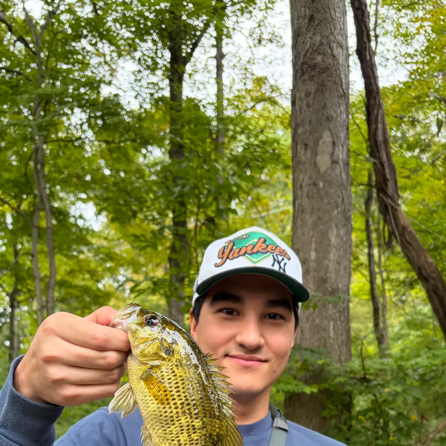 Rock bass caught on Fishbrain