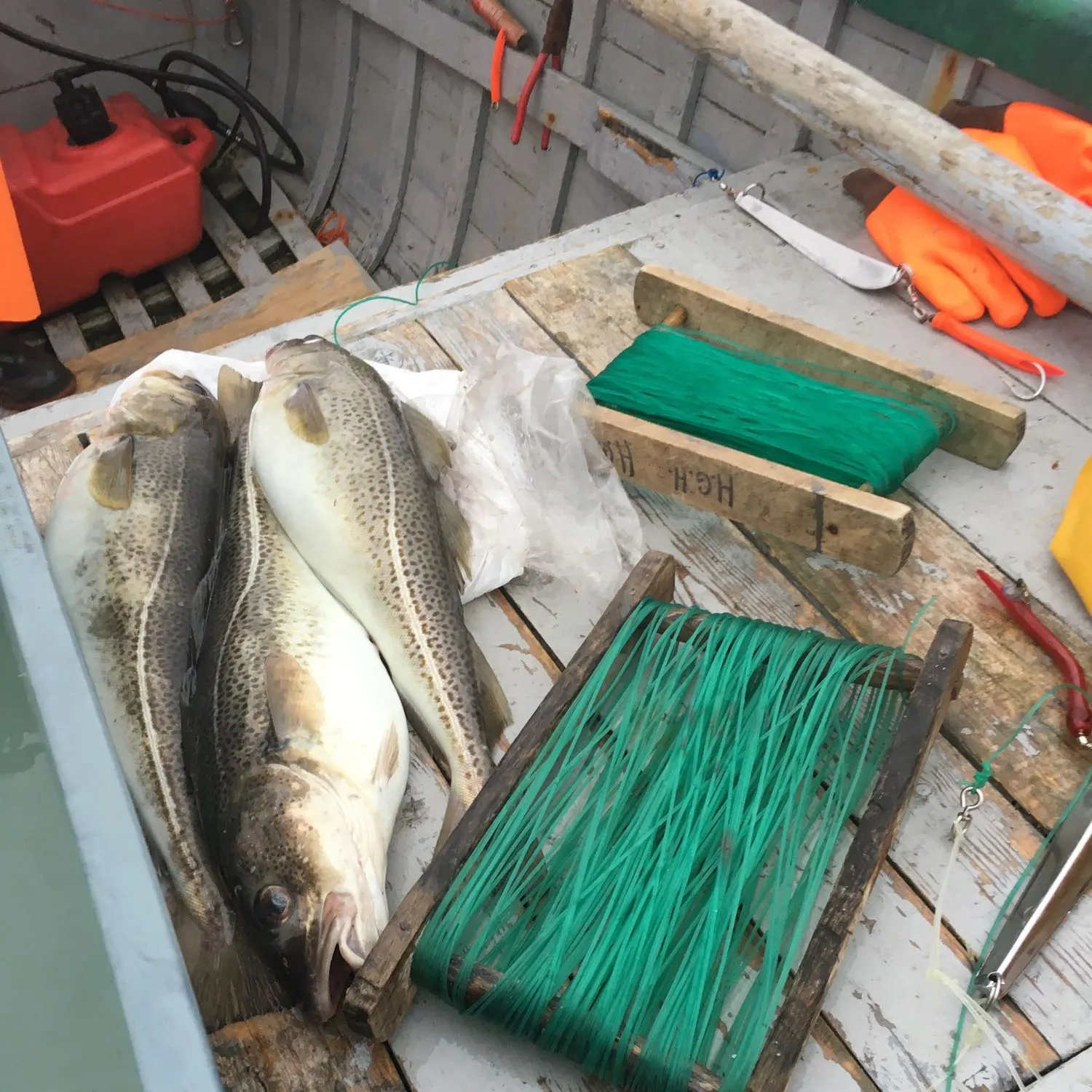 recently logged catches