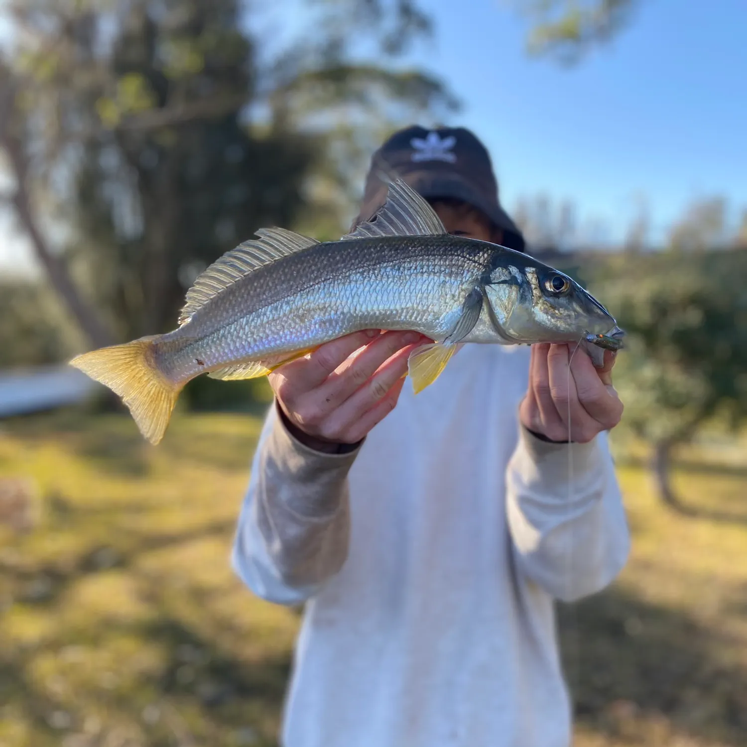 The most recent Sand sillago catches on Fishbrain