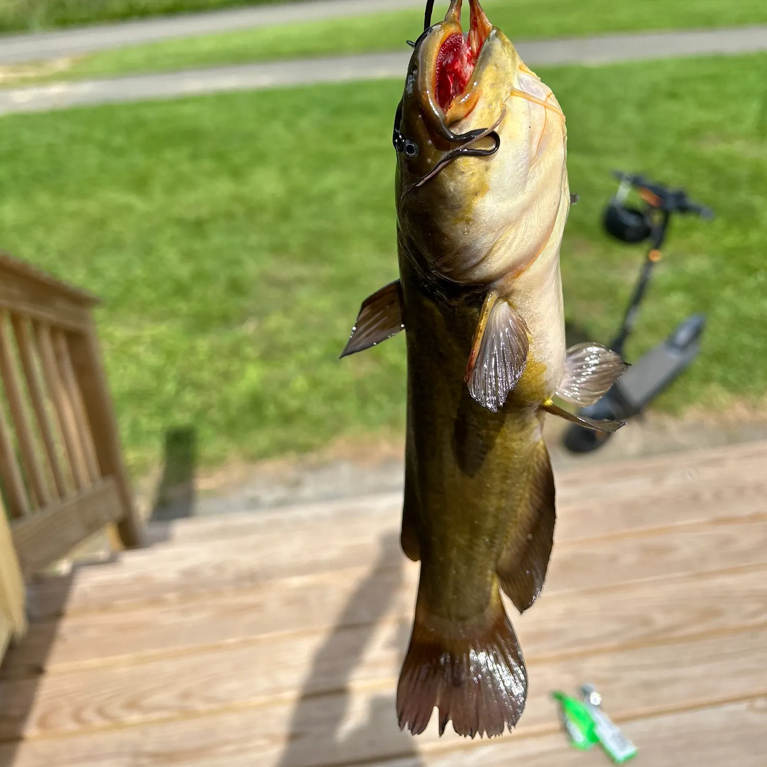 Black bullhead caught on Fishbrain
