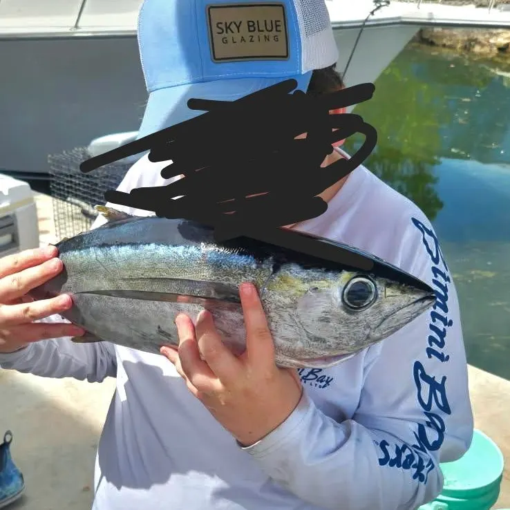 Blackfin tuna caught on Fishbrain
