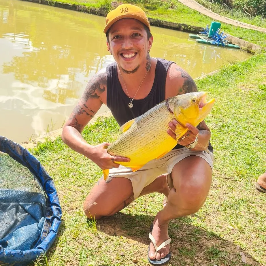 Golden dorado caught on Fishbrain